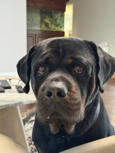 Pet photo