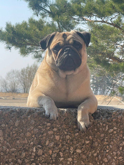 Pet photo