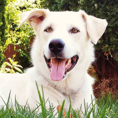 Pet photo