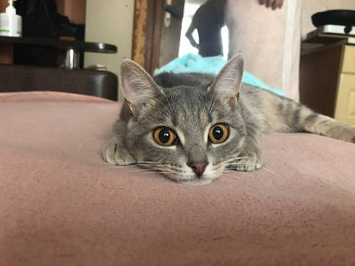 Pet photo